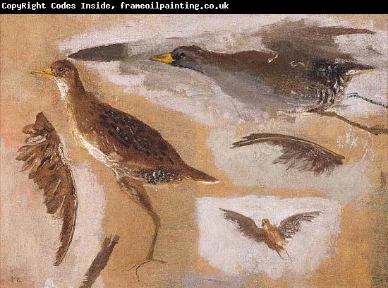 Thomas Eakins Studies of Game Birds, probably Viginia Rails